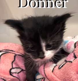 Photo of Donner