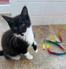 Photo of Luna in Sterling, VA