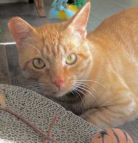 Photo of Orange - the Sweetest Boy!