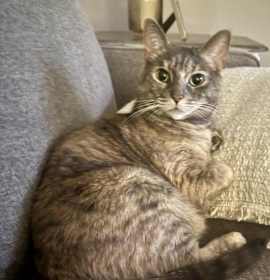 Photo of Sace (sa Chee)