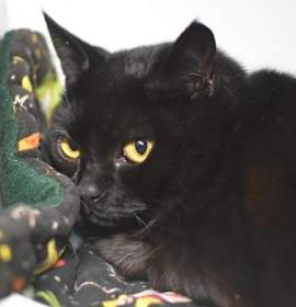 Photo of Orange Marmalade