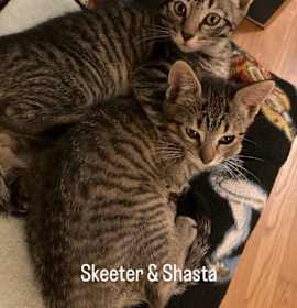 Photo of Skeeter w/ Shasta