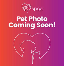 Photo of Peach Bellini