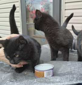 Photo of Battle Royale