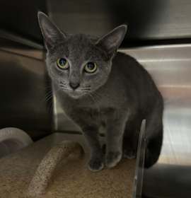 Photo of Oakley 25-1628