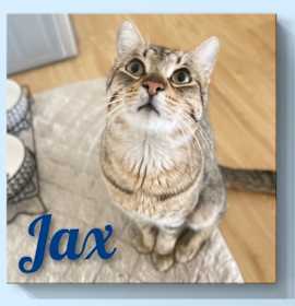 Photo of Jax (kitten)