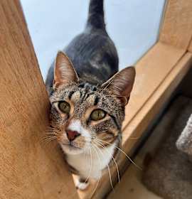 Photo of Ground Beef (Critter Barn)