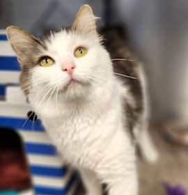 Photo of Fluffy Baby