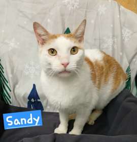 Photo of Sandy
