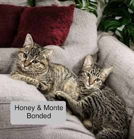 Photo of Monte bonded with Honey