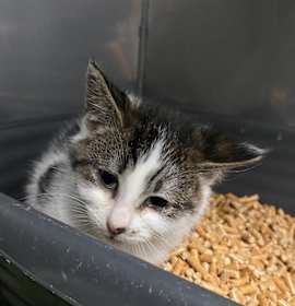 Photo of Professor Utonium