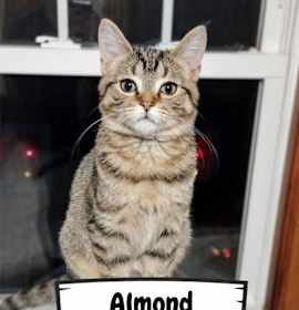 Photo of Almond
