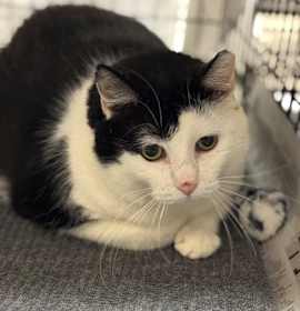 Photo of Bunyan Burger