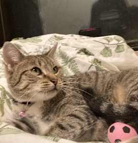 Photo of Pinky - Courtesy Listing