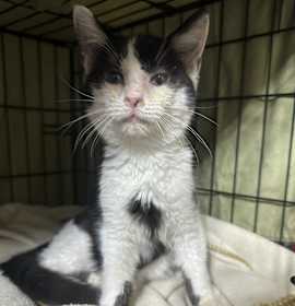 Photo of Christmas Pickle