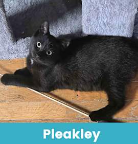Photo of Pleakley