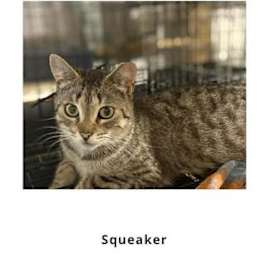Photo of Squeaker