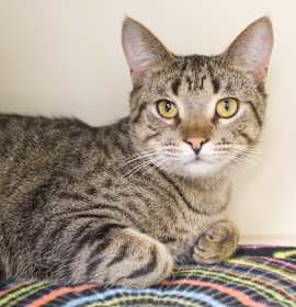 Photo of Chocolate (bonded with Clever)