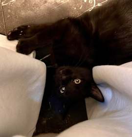 Photo of Folklore:  Domovyk