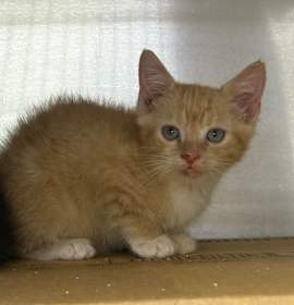 Photo of Fruit Loops 