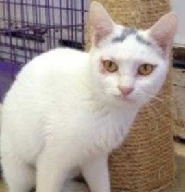 Photo of Spice'Hurricane Cat'