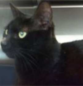 Photo of Who Dat Girl