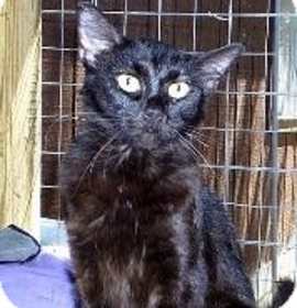 Photo of sing sing,F,0253