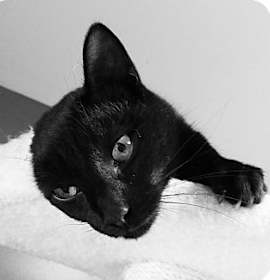 Photo of Sweetie&Minxy