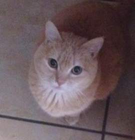 Photo of Kabuki (&Callie)