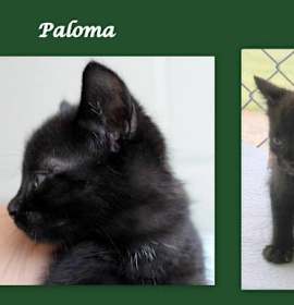 Photo of Paloma ★ CRITICAL! Available NOW!