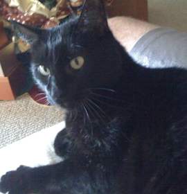 Photo of Loving Senior "Baby"