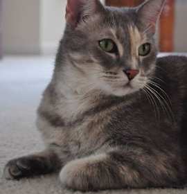 Photo of Tinkerbelle