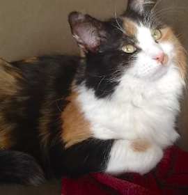 Photo of Calinda Gypsy