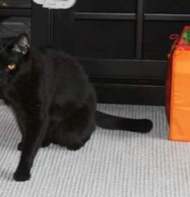 Photo of Handsome "Smokey"