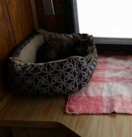 Photo of Lola & Lucy