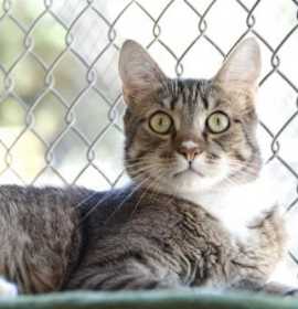 Photo of Wayne Gretzky