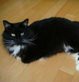 Photo of Pretty Miss Bibbs