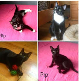 Photo of Pip and Flip