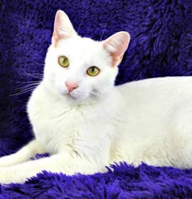 Photo of Walter White