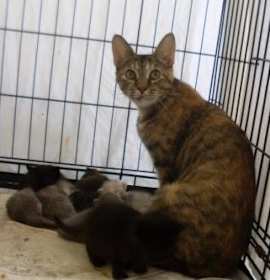 Photo of Betty (rescue only)