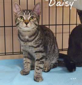 Photo of Daisy