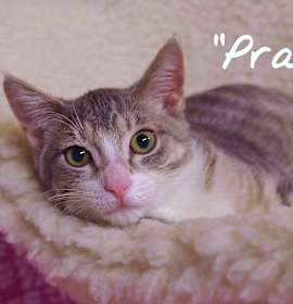 Photo of Prada