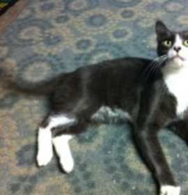 Photo of Henry/ great companion