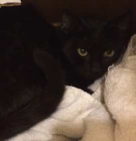 Photo of Beauty aka Sadie