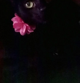 Photo of Rosanna Banana