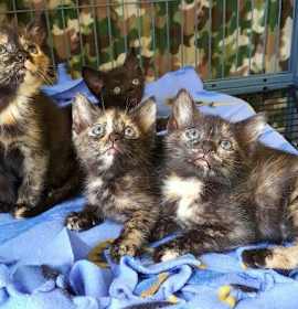 Photo of TORTITUDES!