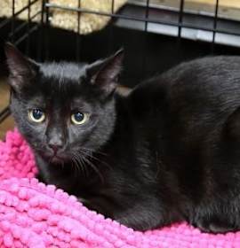 Photo of Itty Bitty Kitty