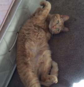 Photo of Fantastic Fae