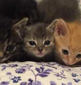 Photo of Henry, Betsy, and Ross