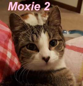 Photo of Moxie Too